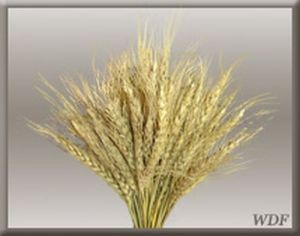 Decorative Wheat Grass