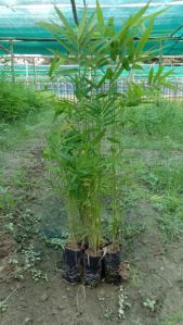 Tissue Culture Bamboo Plant