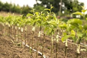 Apricot Plant