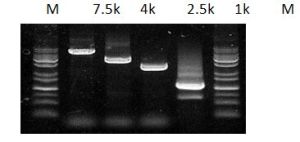 Pfu DNA Polymerase