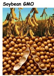Genetically Modified Soybean Seeds