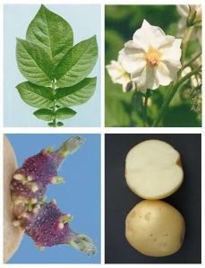 Kufri Lavkar Potato Seeds
