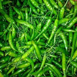 fresh green chilli