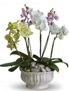 Regal Orchids Plant