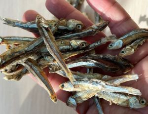 dried sprats anchovies fish