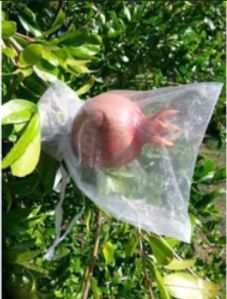 Pomegranate Fruit Cover