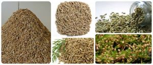 cumin seeds