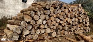 Bandhan Timber Logs