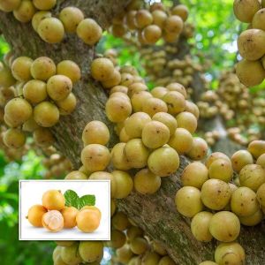 Fresh Burmese Grapes