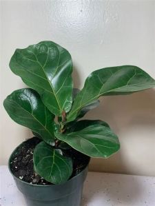 Ficus Lyrata Fig Plant
