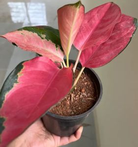 Pink Aglaonema Plant