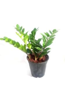 Zamia Green Plant