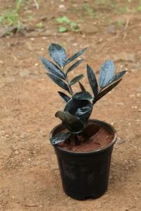 Zamia ZZ Black Plant