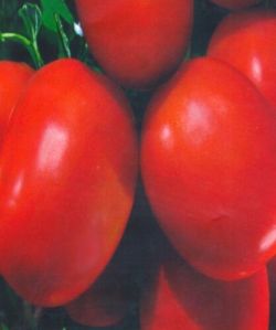 F1 BS 3001 Tomato Seeds