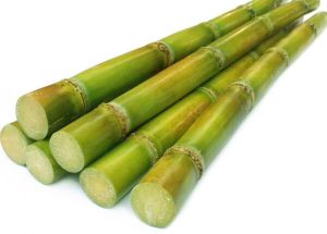 sugarcane