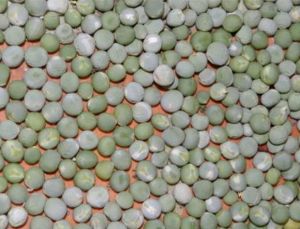 dry peas seeds