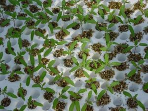 Horticulture Vermiculite