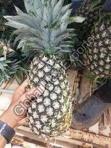 Fresh Pineapple