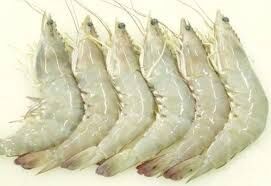 sea prawns