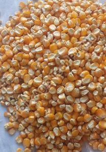 dry yellow corn