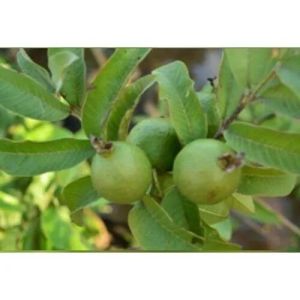 guava plant