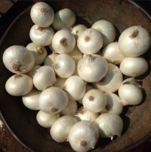 Fresh Small White Onion