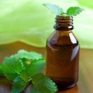Steam Distillation Peppermint Oil at Rs 1400/kg in Ghaziabad