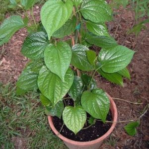 Black Pepper Plant