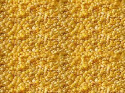 foxtail millet