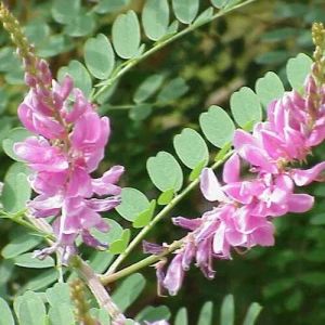 Indigofera Tinctoria Extract