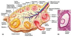 Follicular Study