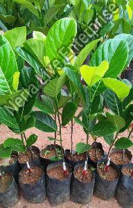 All time grafted jackfruit plant