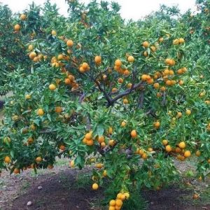 Orange Fruit Plant