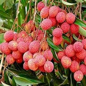 Tropical Fruits