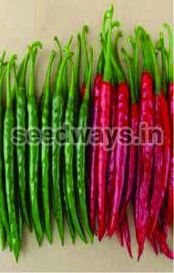 F1 Agni 888 Chilli Seeds