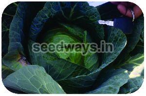 F1 Amaze Cabbage Seeds