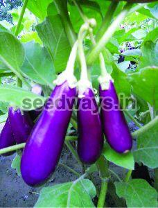 F1 Angel Brinjal Seeds