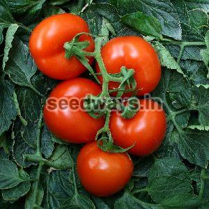F1 Kanika 0092 Tomato Seeds