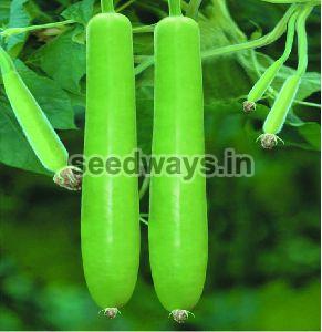 F1 Pragati 11 Bottle Gourd Seeds