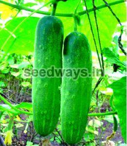 F1 Sarpanch 480 Cucumber Seeds