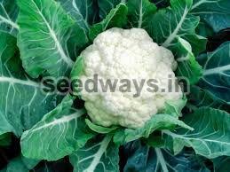 F1 Snow White Cauliflower Seeds