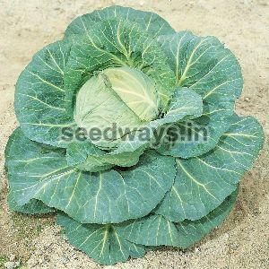 F1 Sunny Cabbage Seeds