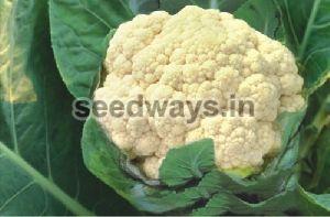 Res. Meghna Cauliflower Seeds