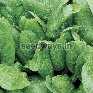 Res. Radhika Spinach Seeds