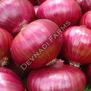 Fresh Pink Onion, Feature : Hygienically Packed, Packaging Size