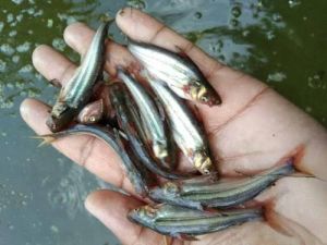 Pangas Fish Seeds