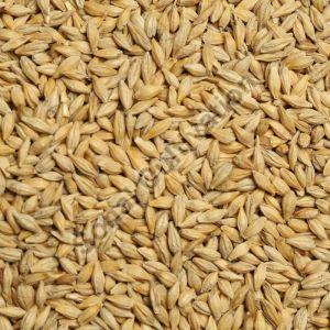 Grain Seeds