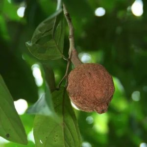 Dried Fruits