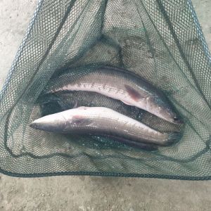murrel fish