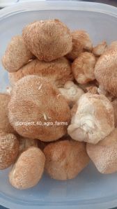 Dried Lions Mane Mushroom
